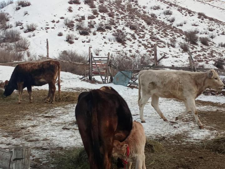 Kausar Guest House Karabulak Dış mekan fotoğraf